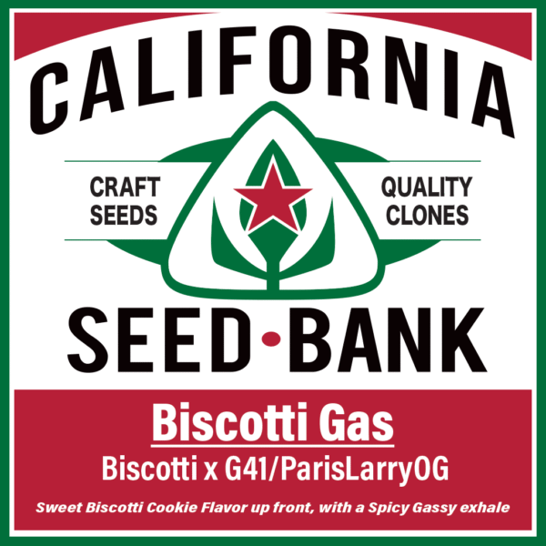 Biscotti Gas by CSB