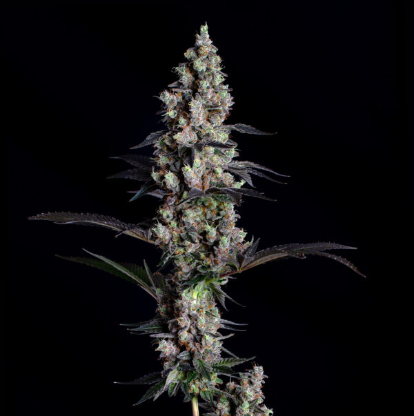 GMO Clone