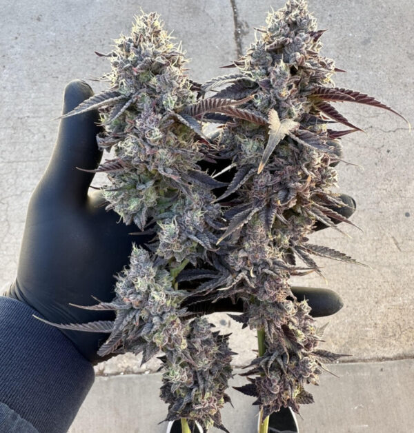 HashBurger Clone
