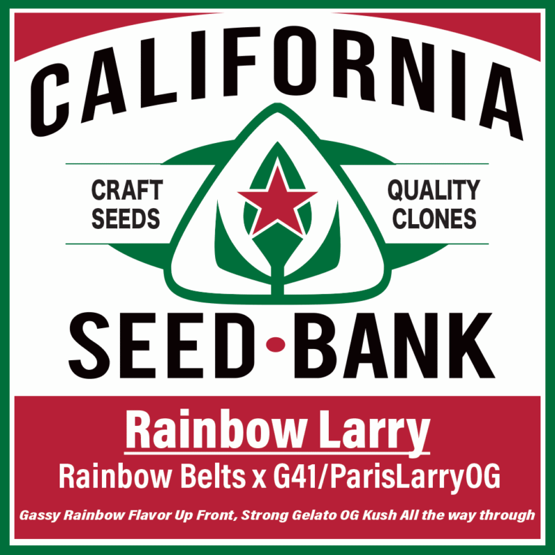 Rainbow Larry