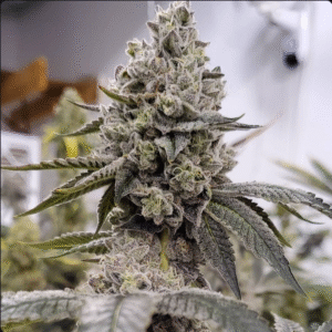 Page to buy feminized cannabis seeds