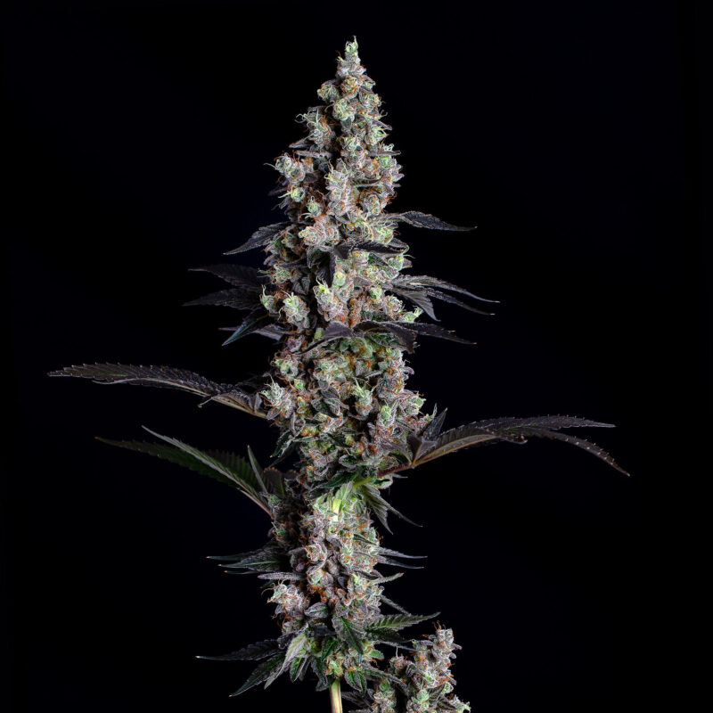 Logo for GMO Clone by California Seed Bank