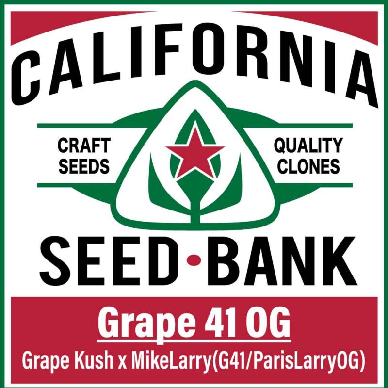 Grape41 OG