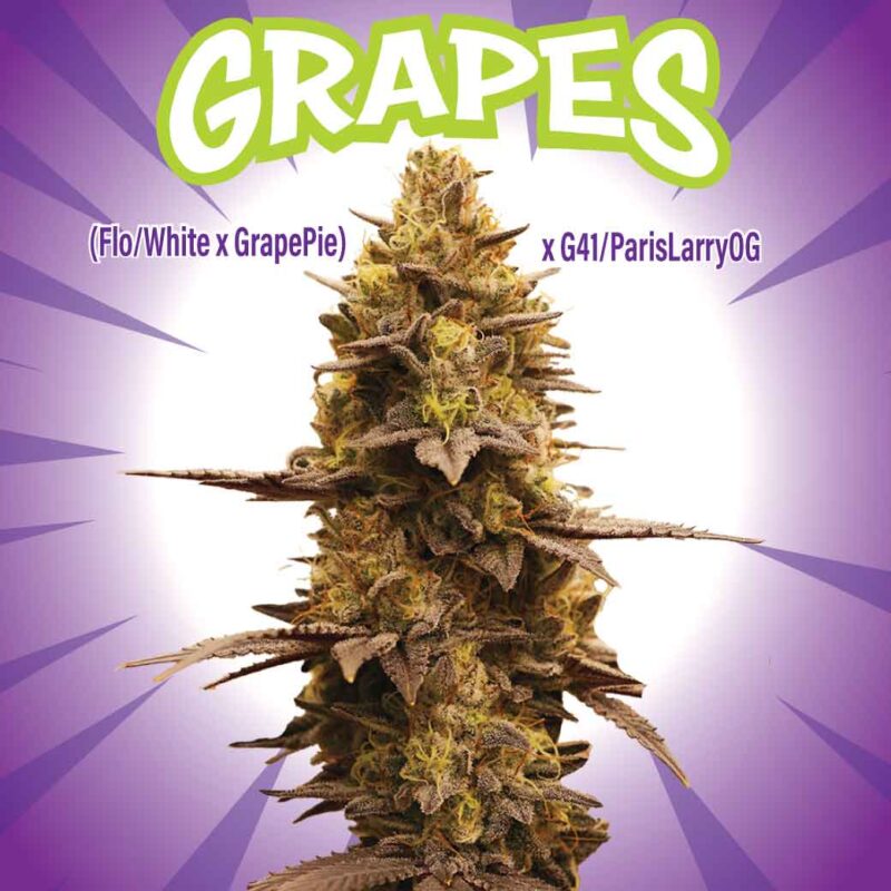 Grapes