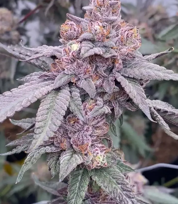 Fiya Farmer Crunch Berries Clone